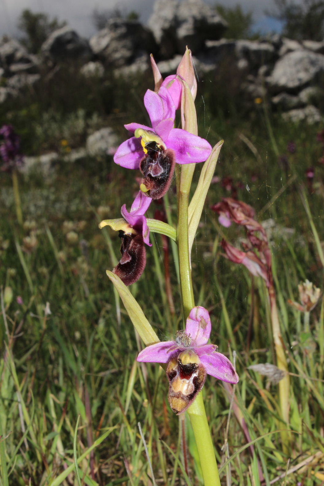 Orchidee dal promontorio del Gargano